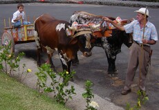 The Costa Rican Oxcart- A Living Tradition