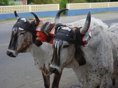 The Costa Rican Oxcart- A Living Tradition