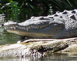 Survival Skills for Costa Rica