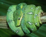 Survival Skills for Costa Rica